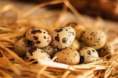 bıldırcın yumurtası