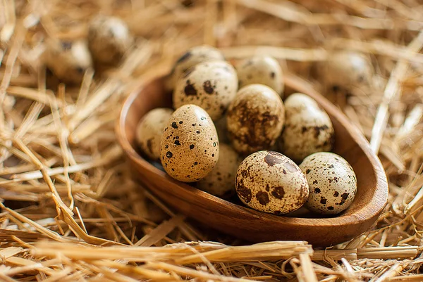 Huevos de codorniz — Foto de Stock