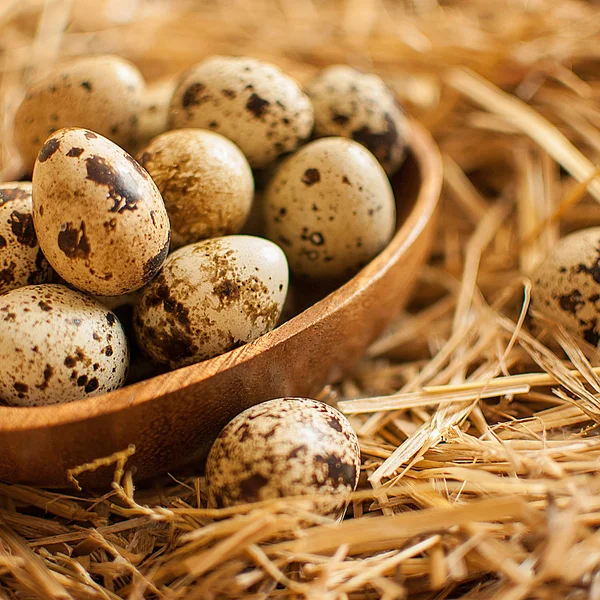 Huevos de codorniz — Foto de Stock