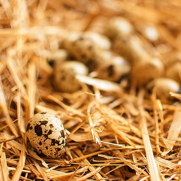 Huevos de codorniz — Foto de Stock