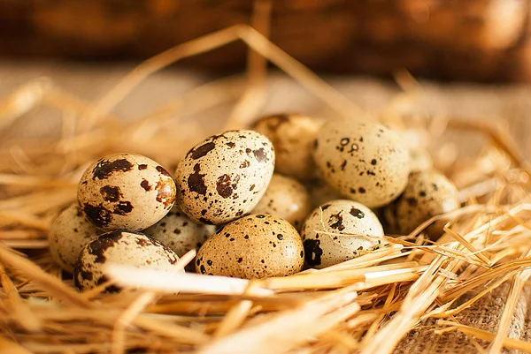 Huevos de codorniz — Foto de Stock