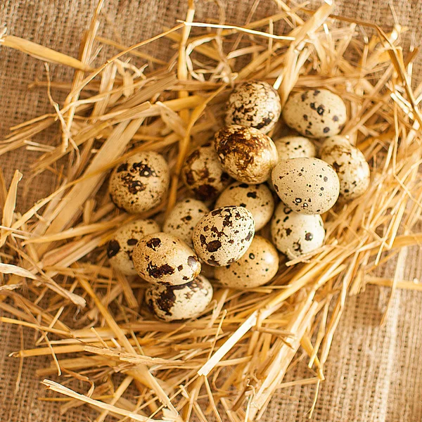 Huevos de codorniz — Foto de Stock