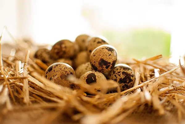 Huevos de codorniz —  Fotos de Stock