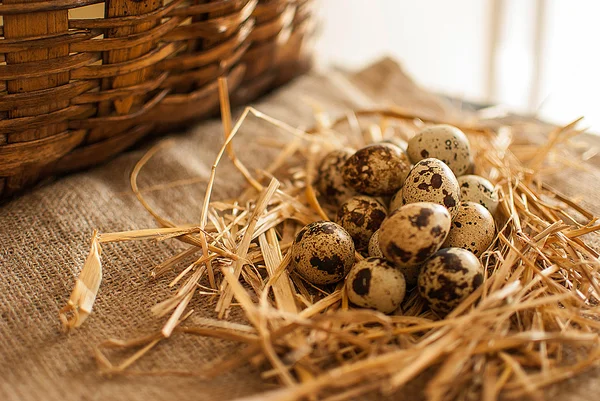 Huevos de codorniz —  Fotos de Stock