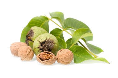 Çerkes ceviz beyaz zemin üzerine izole kapatmak