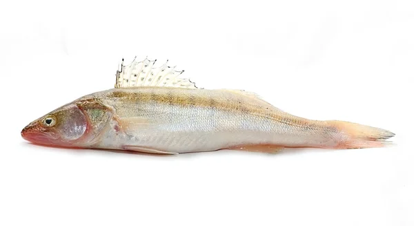 Färsk fisk — Stockfoto