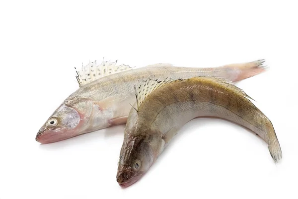 Färsk fisk — Stockfoto