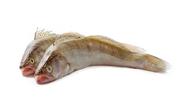 Färsk fisk — Stockfoto