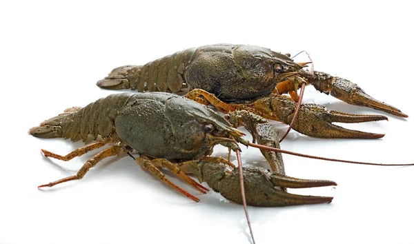 Lobsters isolado em fundo branco — Fotografia de Stock