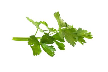 beyaz zemin üzerine kereviz portre