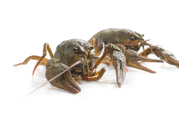 Lobsters isolado em fundo branco — Fotografia de Stock