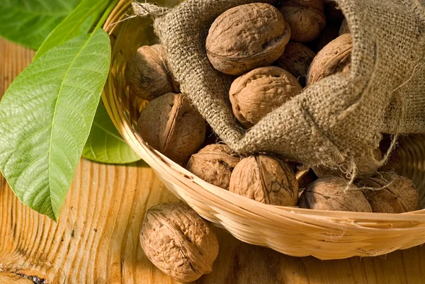 Green sheet of the plant and heap ripe nut Stock Image