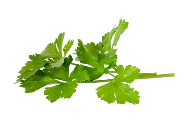 Beyaz arkaplanda taze maydanoz