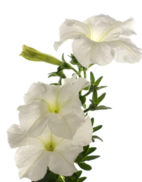 Lebendige weiße Petunienblüte auf weißem Grund — Stockfoto