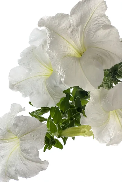 Vibrante flor de petunia blanca sobre blanco — Foto de Stock