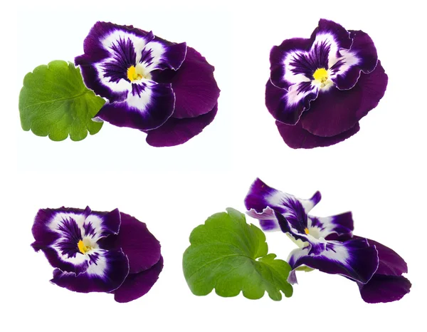 Fiori viola pansy — Foto Stock