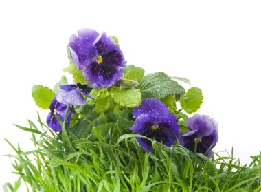 Mor nonoş çiçekleri