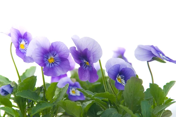 Панси пурпурні квіти — стокове фото