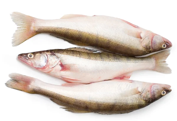 Pescado lucioperca sobre fondo blanco — Foto de Stock