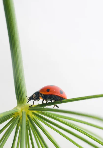 Marienkäfer Nahaufnahme auf weißem Hintergrund — Stockfoto