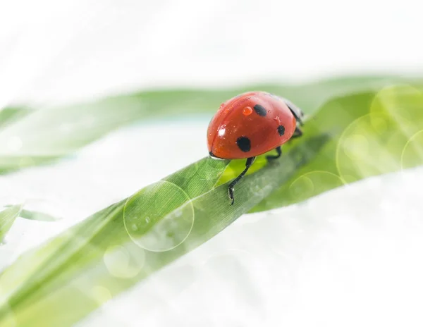 Marienkäfer Nahaufnahme auf weißem Hintergrund — Stockfoto