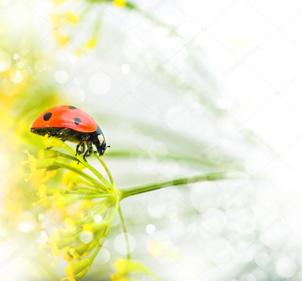 Ladybird close-up on white background