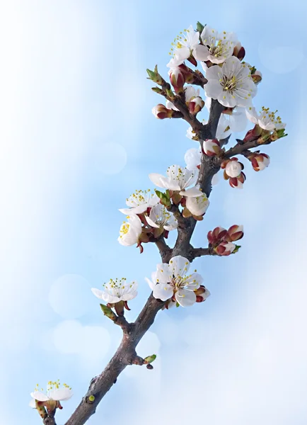 Spring blossoms — Stockfoto