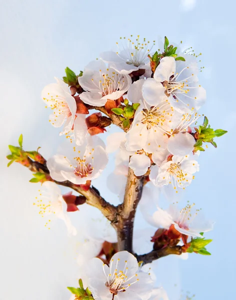 Spring blossoms — Stockfoto