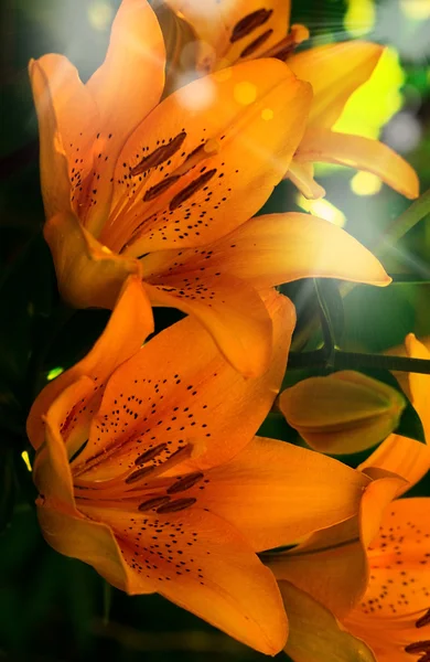 parlak turuncu bahçe çiçekleri yeşil çim karşı