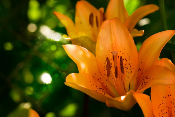 Leuchtend orangefarbene Gartenblumen gegen ein grünes Gras — Stockfoto