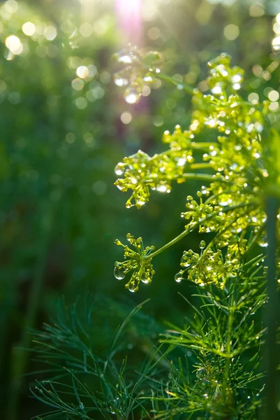 Wassertropfen auf Grashalm Natur Hintergrund — Stockfoto