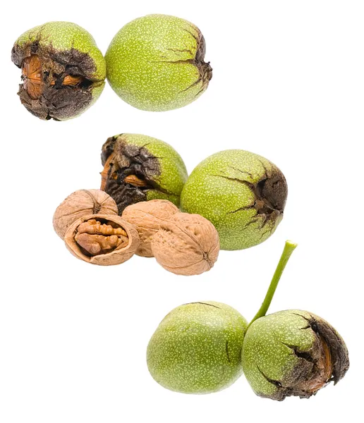Circassian walnut isolated on white background close up — Stock Photo, Image