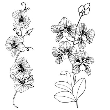 Siyah bir çiçek, dal ve ayrılık. Beyaz arka planda izole edilmiş. Çiçek tasarımı, kozmetik ürünleri, tebrik kartı, davetiyeler, boyama kitabı için el çizimi..