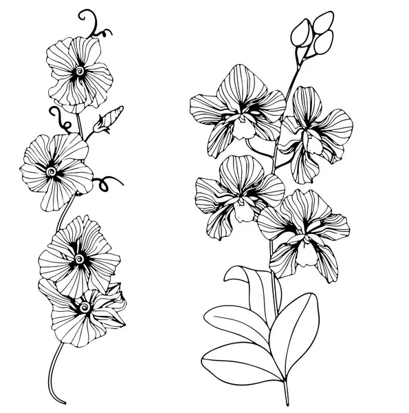 Ein Schwarzer Umriss Blume Zweig Und Blätter Isoliert Auf Weißem — Stockvektor