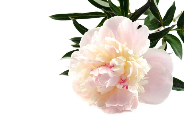 Fiore di peonia — Foto Stock