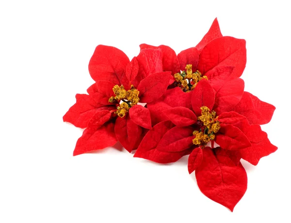 poinsettias çiçek