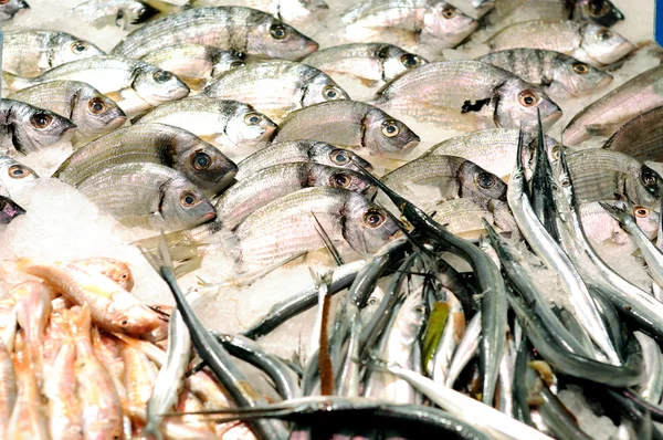 Peixe-marinho fresco — Fotografia de Stock