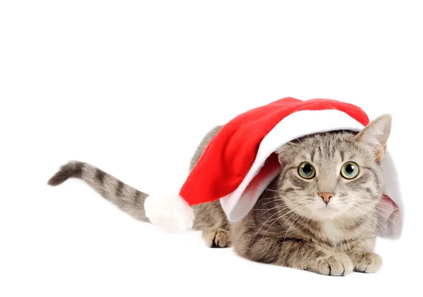Vánoční kotě — Stock fotografie
