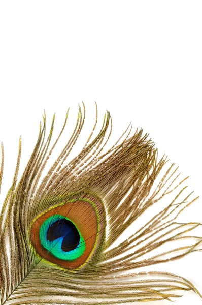 Peacock feather — Stock Photo, Image