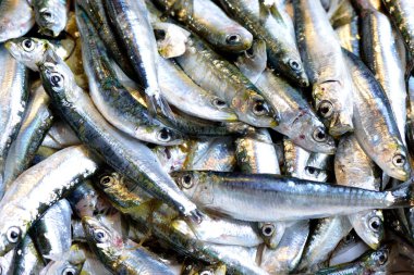 Taze deniz balığı.