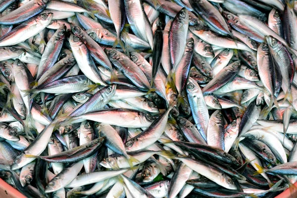 Čerstvé mořské ryby — Stock fotografie