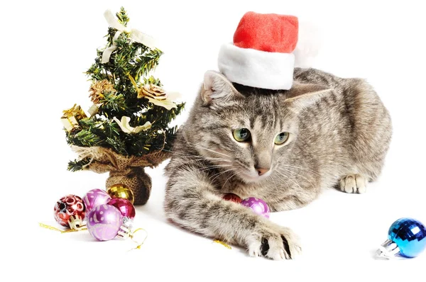 Christmas kitten — Stockfoto