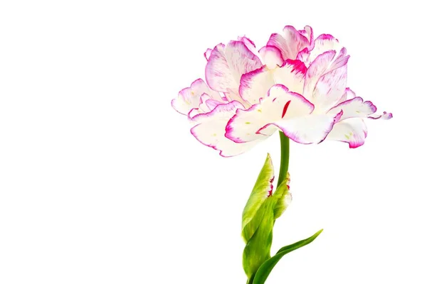 Piękny tulipan na białym tle, zbliżenie — Zdjęcie stockowe