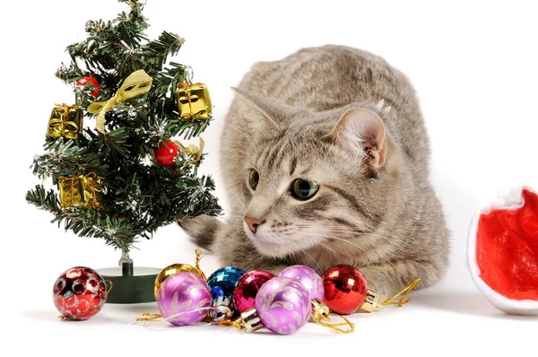 Grå katt leker med juldekorbollar — Stockfoto