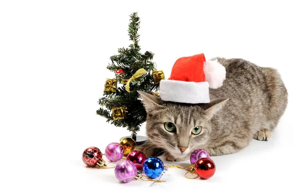 Grijze kat met kerstmuts en decors — Stockfoto