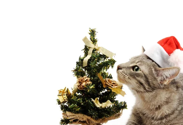 Chat gris jouant avec l'arbre de décoration de Noël — Photo