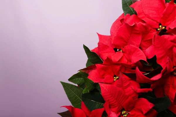Piros Poinsettias virág egy edényben színes háttér — Stock Fotó