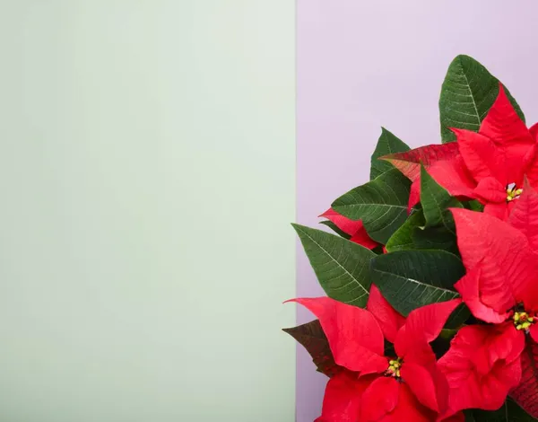 Rote Weihnachtssterne blühen in einem Topf auf buntem Hintergrund — Stockfoto