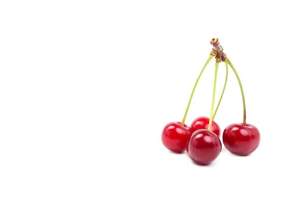 Four Dark Red Fresh Cherries White Background Isolated White Cherry — Stock Photo, Image