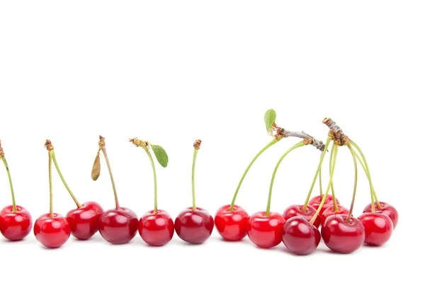 Line Dark Red Fresh Cherries White Background Isolated White Cherry — Stock Photo, Image